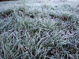 Frostgräs